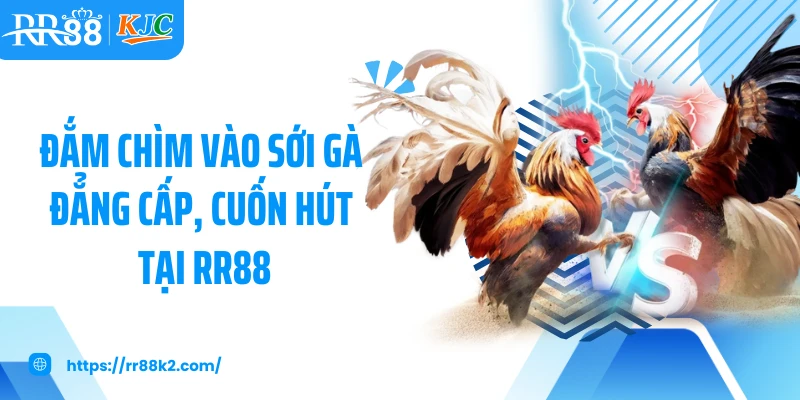 Đắm chìm vào sới gà đẳng cấp, cuốn hút tại RR88